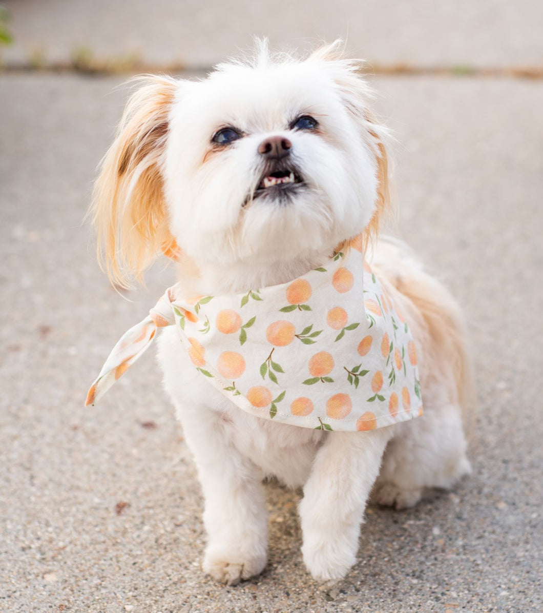 Dog Bandana - Solimar